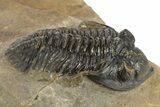 Pseudocryphaeus Trilobite - Morocco #323594-2
